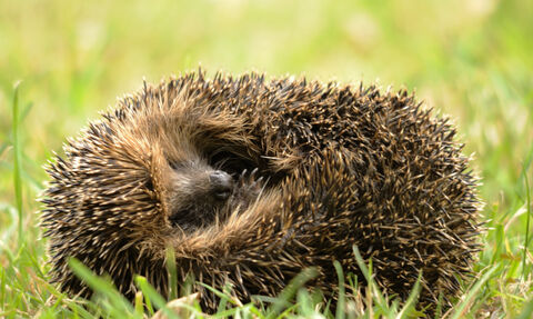Hedgehog - Amy Lewis