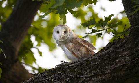 Barn owl in tree