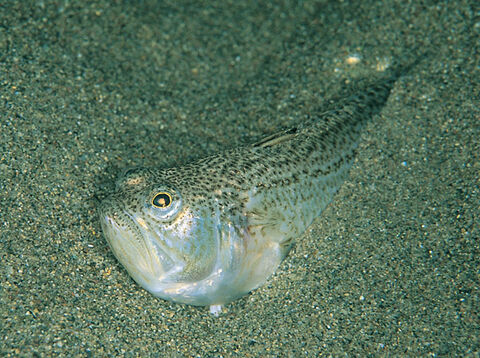 Lesser weever fish | Tees Valley Wildlife Trust