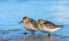 Two dunlins with feet immersed in the sand