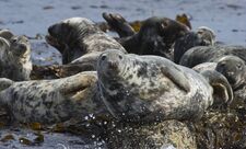 A basking grey seal looks forward. Several other grey seals lay on surrounding seaweed covered rocks