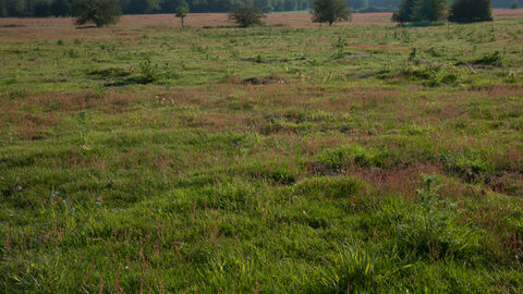 Lowland dry acid grassland