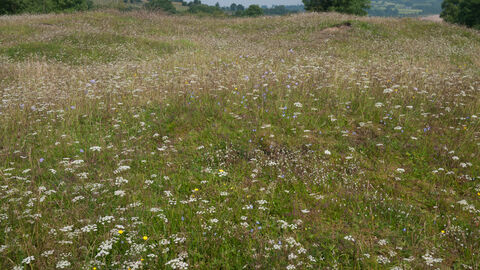 Calaminarian grassland