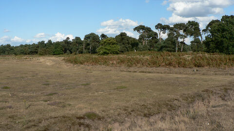 Lowland dry acid grassland