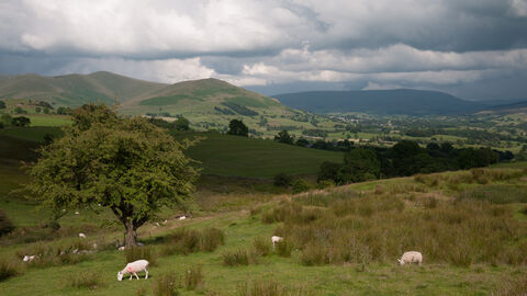 Upland acid grassland and rush pasture