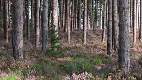 Coniferous plantation