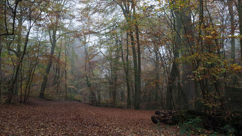 Beech and yew wood