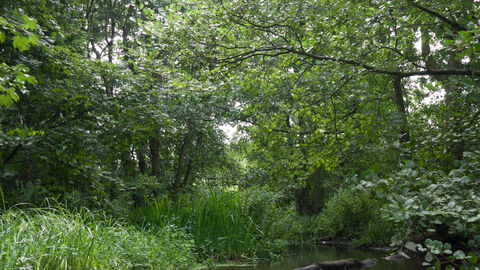 Wet woodland