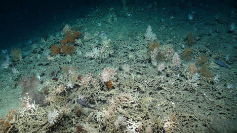 Cold-water coral