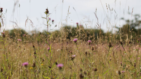 A low shot of a field of purple and green wildflowers
