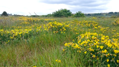 An open field with yellow flowers
