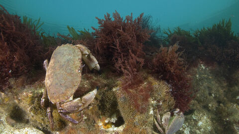 Crab on Cromer Shoal Chalk reef