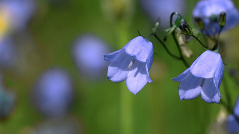 Close up of bluebells