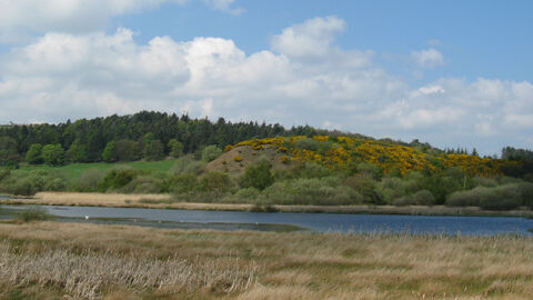 Landscape of gorse-covered hills in distance, a lake in the foreground