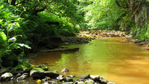 an orange pond surrounded by leafy green trees