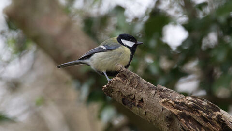 great tit on a branch