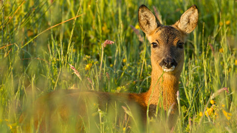 A deer in long grass