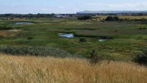 Coatham Marsh with grasses in the foreground, water, reedbed and the coastal cliffs in the distance