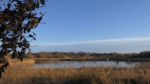 A landscape view of Bowesfield reserve reedbeds, river and trees with blue sky in the background