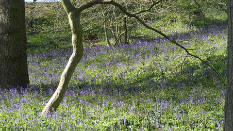 A woodland showing swathes of bluebells growing under bare trees
