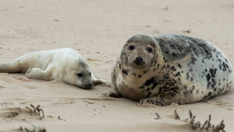 A grey seal mum, mottled and brown, and her pup, white and fluffy, on a sandy beach