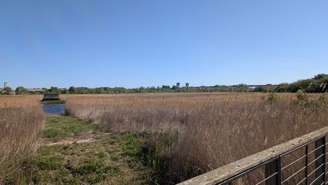 Marsh and reedbeds against a blue sky in sunshine.