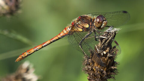 A darter dragon fly with red and green colouring rests on top of a seed head