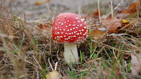 A fly agaric fungus - white stem, red body, white spots amongst grass