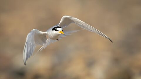 Little tern in flight 
