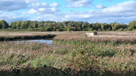 A wide open space with grassland, wetland and a large blue sky