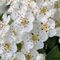 A close up image of white hawthorn flowers in a cluster