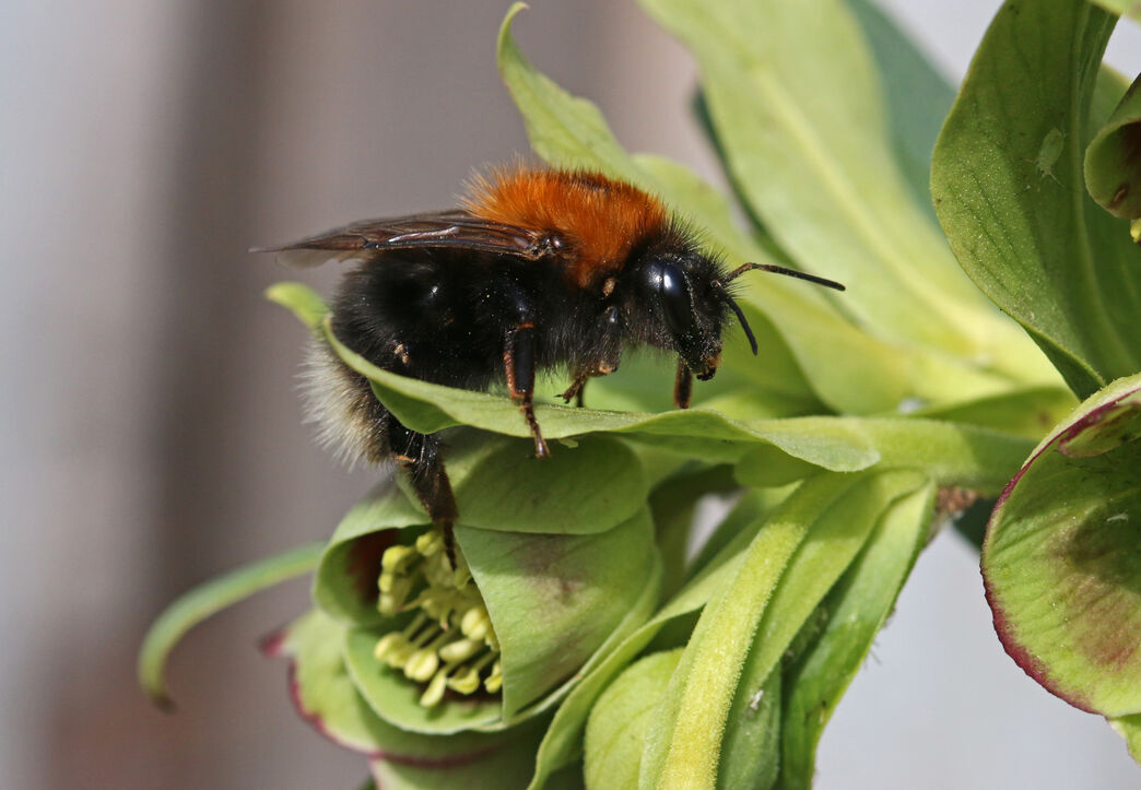 How to identify bumblebees | Tees Valley Wildlife Trust