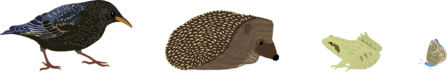 Starling, hedgehog, frog, butterfly lined up