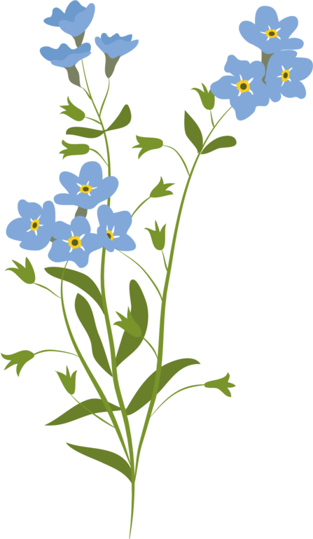 Forget me not illustration