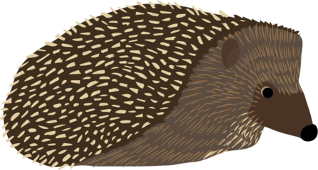 Hedgehog illustration