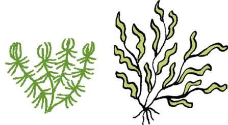 plants