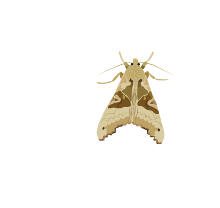 Angle shades moth illustration