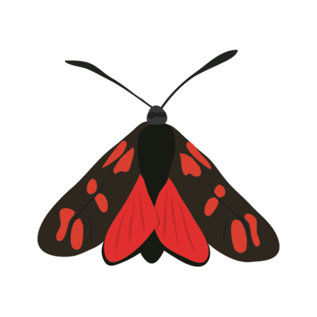 Six spot burnet moth illustration