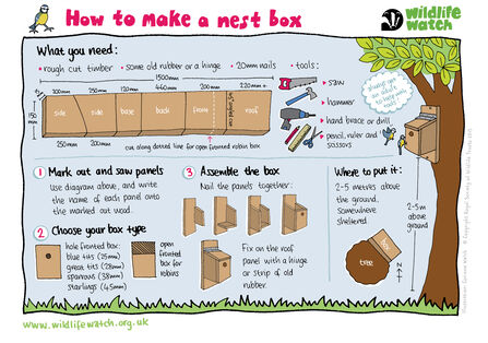 Nest box activity sheet
