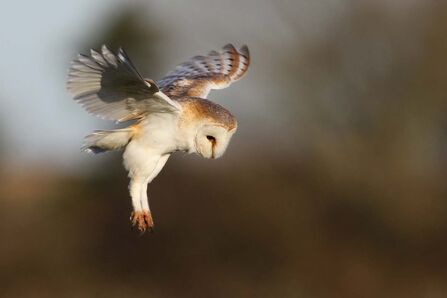 A barn owl hovers mid air with wings and legs outstretched 