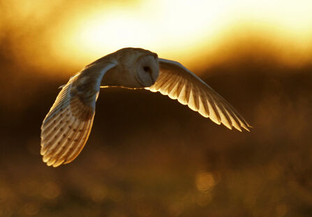 A barn owl in flight at sunset 