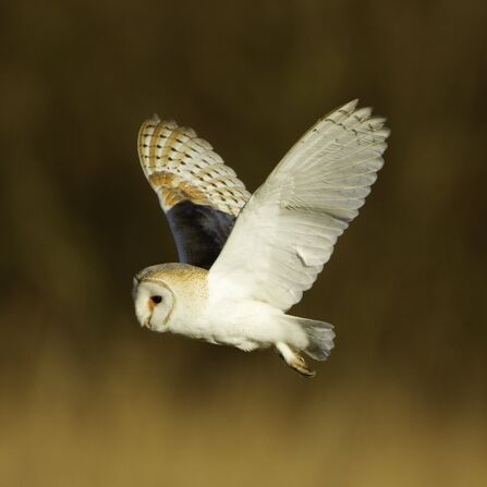 Barn owl