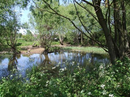 Harringtons Pond in Spring