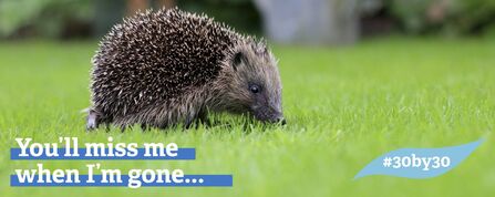 A hedgehog