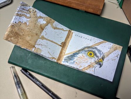 An open booklet showing the word 'spurhawk' top left above a drawing of a sparrowhawks head