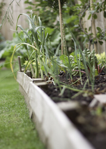 garden