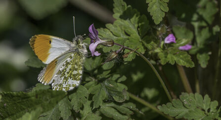 orange tip