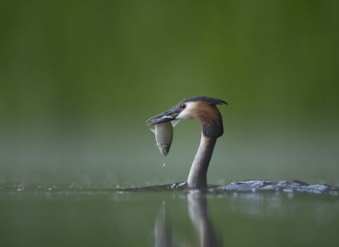 Great Crested Grebe with fish