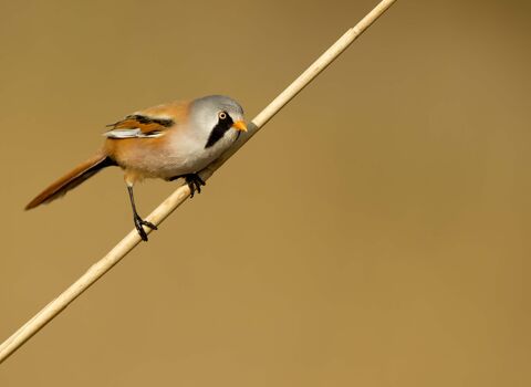 Bearded tit