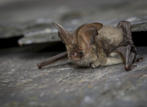 Brown long-eared bat
